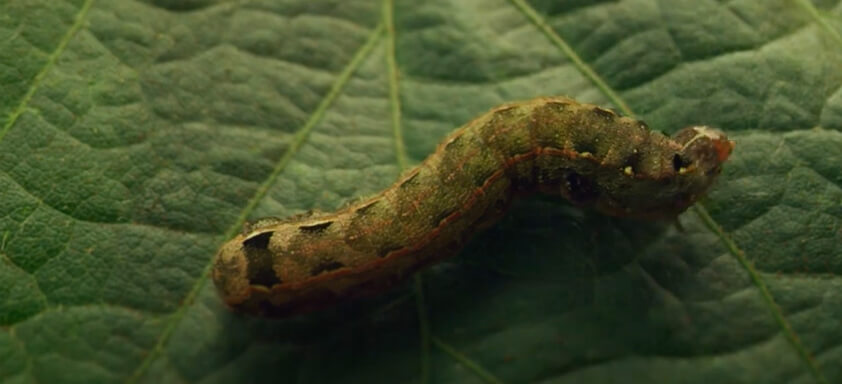 Lagarta em folha de soja