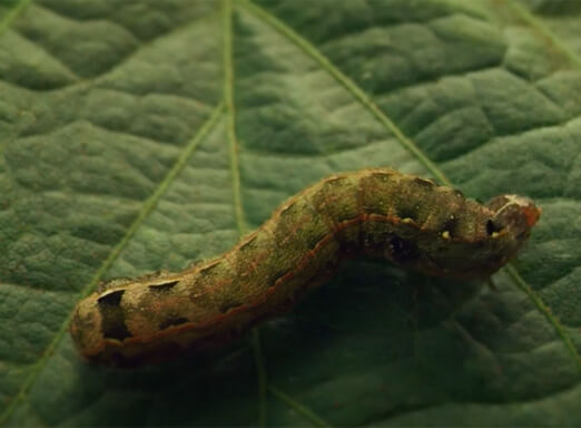 Lagarta em folha de soja