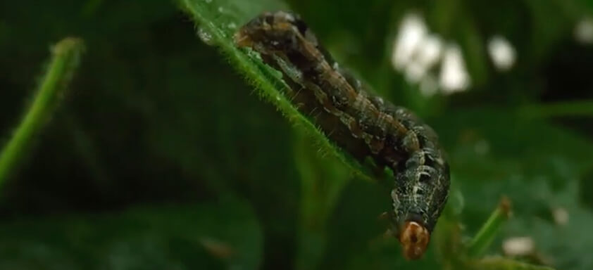 Lagarta em lavoura de soja