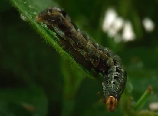 Lagarta em lavoura de soja
