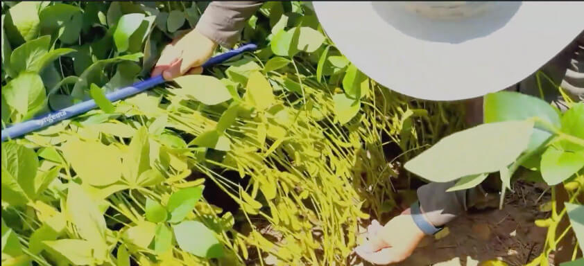 Pesquisador mostrando antracnose em lavoura de soja