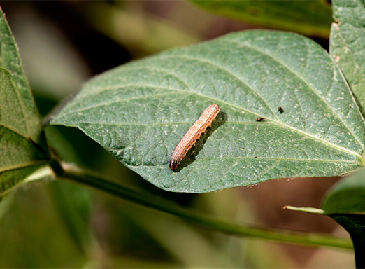Lagarta na folha de soja
