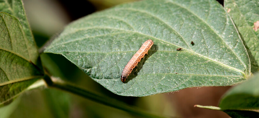 Lagarta na folha de soja