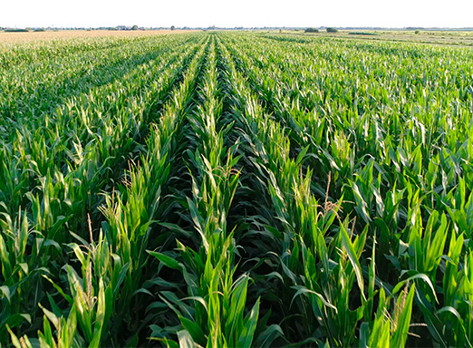 Lavoura de milho