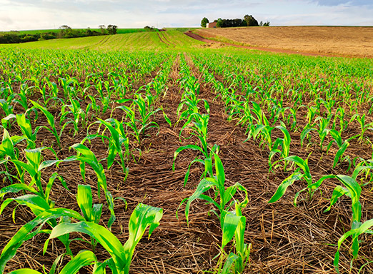 Lavoura de milho