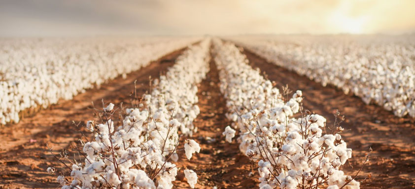 Algodão