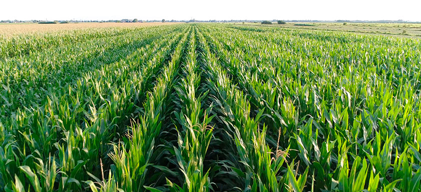 Lavoura de milho