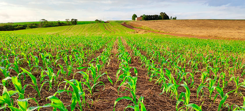 Lavoura de milho