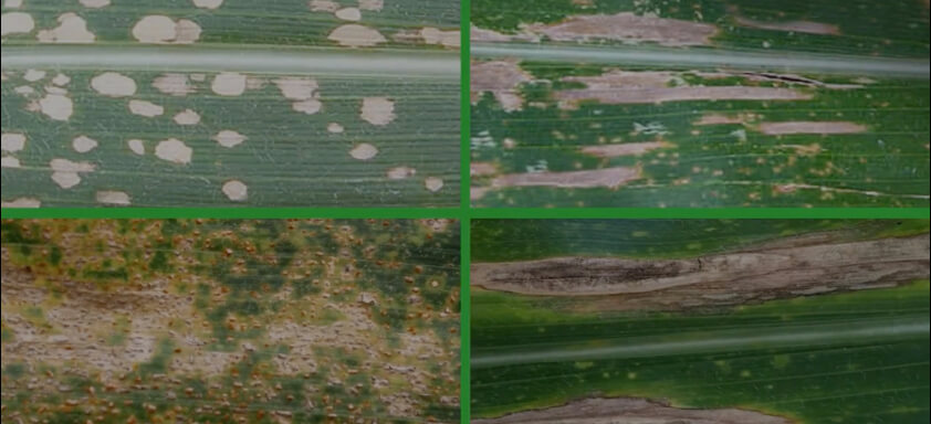 Folhas de planta de milho com doenças