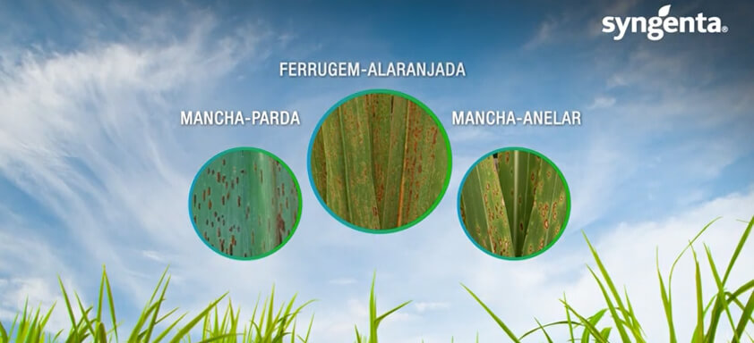 Doenças fúngicas da cana-de-açúcar