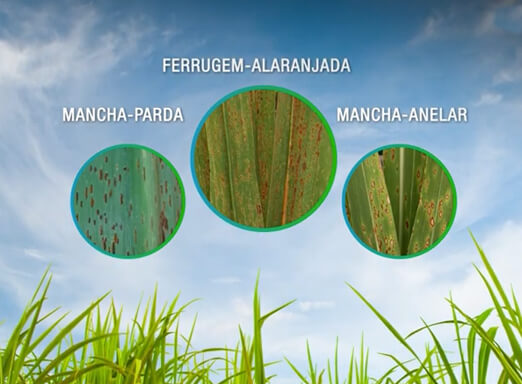 Doenças fúngicas da cana-de-açúcar