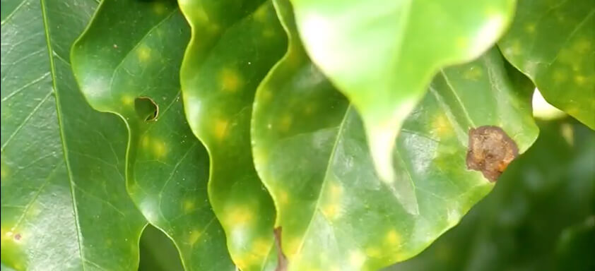 Ferrugem em folhas de cafeeiro