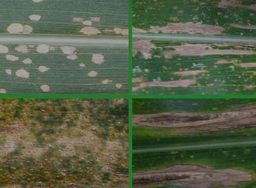 Folhas de planta de milho com doenças