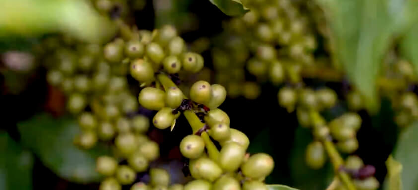 Grãos em cafeeiro