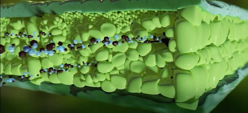 Modo de ação do fungicida Invict®