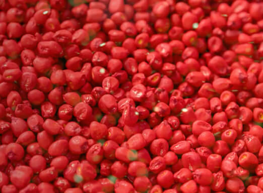 Sementes de milho com tratamento industrial