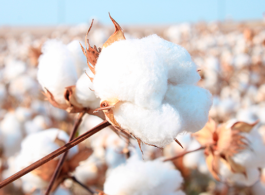 Algodão