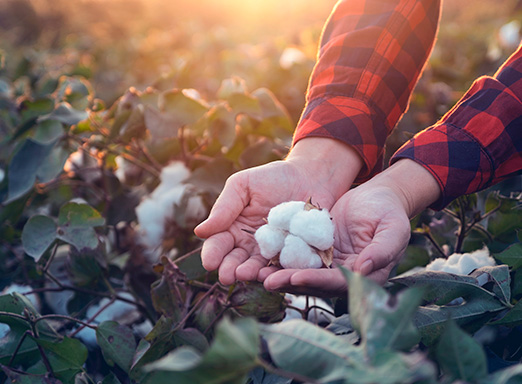 Algodão
