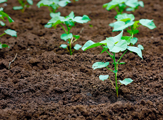 Estádios iniciais algodão