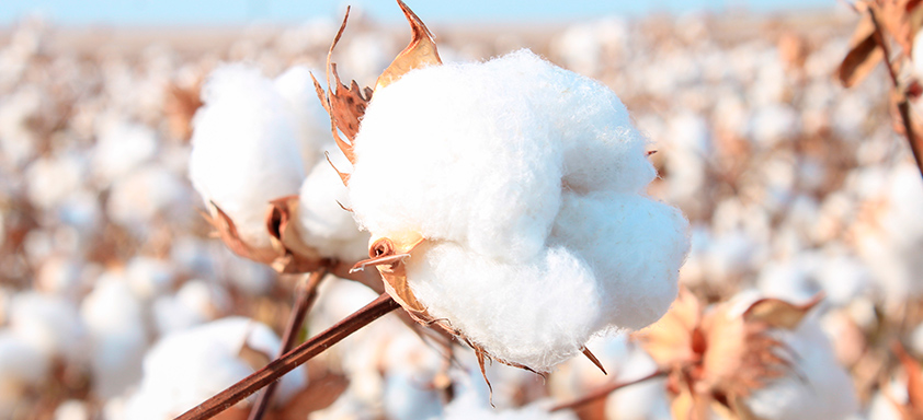 Algodão
