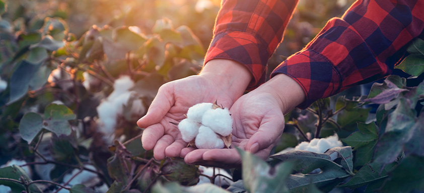 Algodão