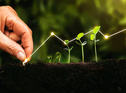 Rentabilidade do produtor