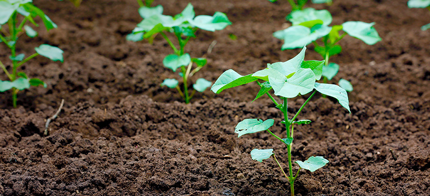 Estádios iniciais algodão