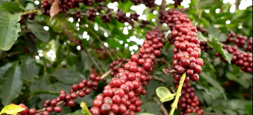 Frutos em cafeeiro