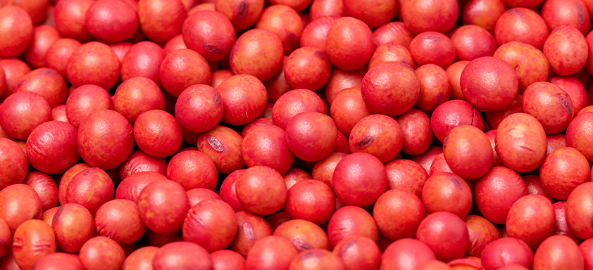 Tratamento de Sementes