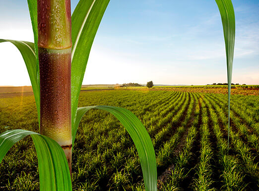 Cana-de-açúcar