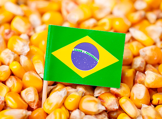 Dia Nacional do Milho