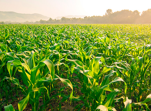 Lavoura de milho