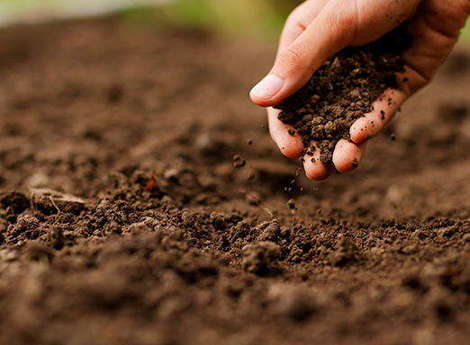 Boas condições de solo