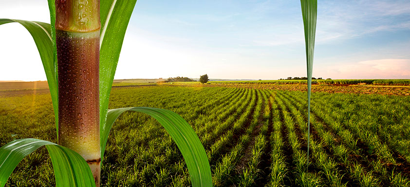 Cana-de-açúcar