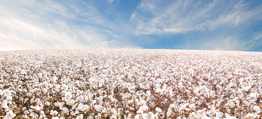 Algodão