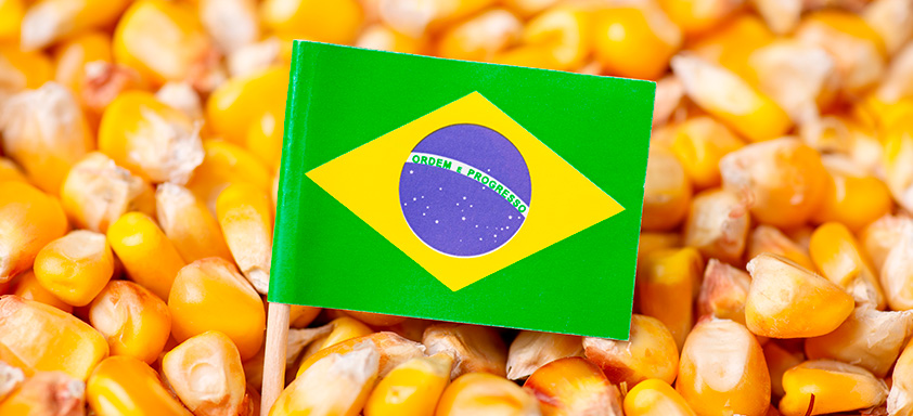 Dia Nacional do Milho