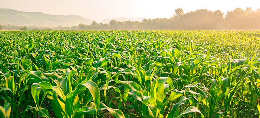 Lavoura de milho