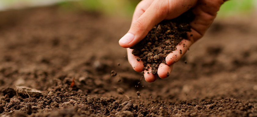 Boas condições de solo