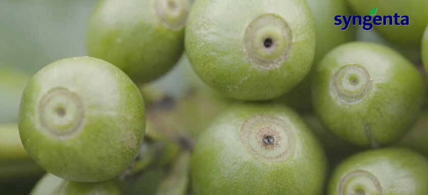 Grãos verdes de café