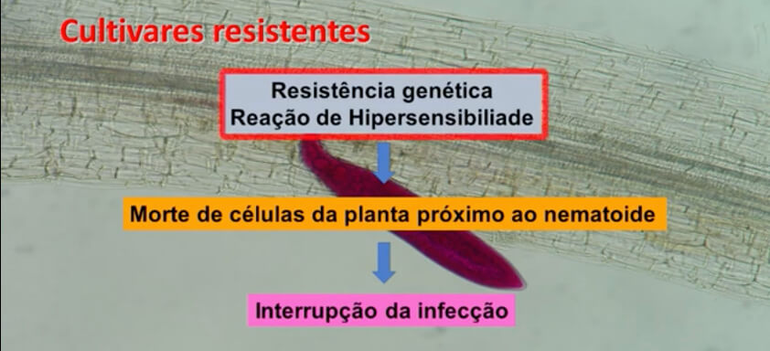 Ilustração sobre cultivares de soja  resistentes a nematoides