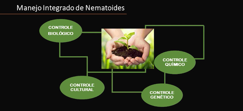 Ilustração sobre manejo integrado de nematoides