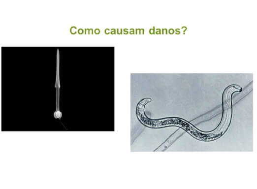 Ilustração de nematoide