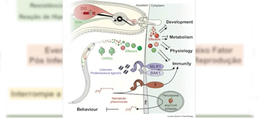 Ilustração de reação de hipersensibilidade de nematoide