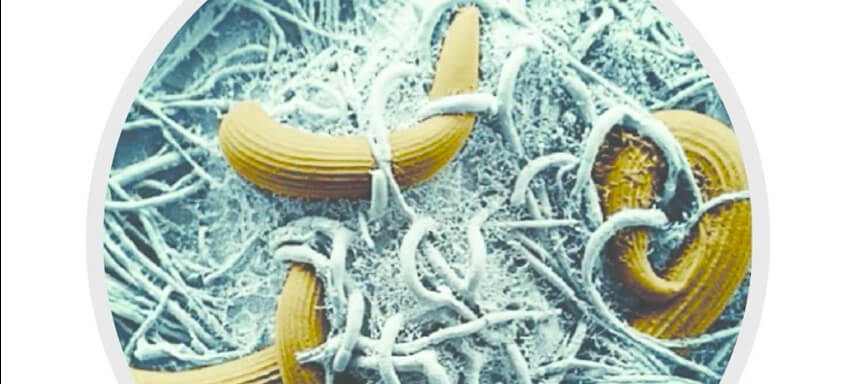 Ilustração de nematoides