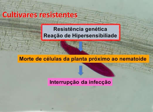 Ilustração sobre cultivares de soja  resistentes a nematoides