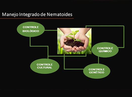 Ilustração sobre manejo integrado de nematoides