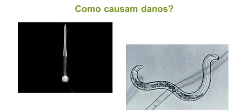 Ilustração de nematoide