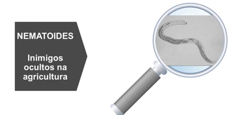 Ilustração de nematoide