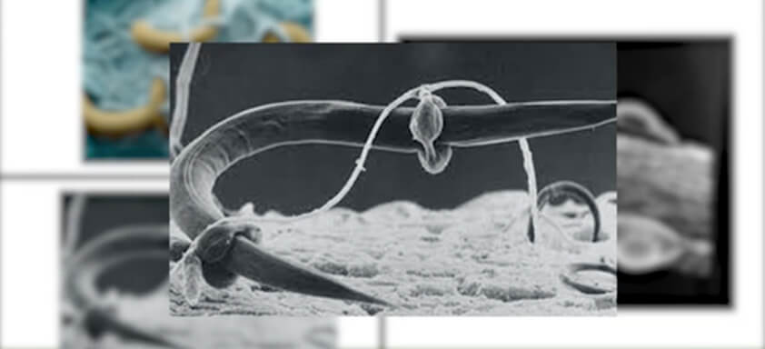 Imagem de controle biológico de nematoides