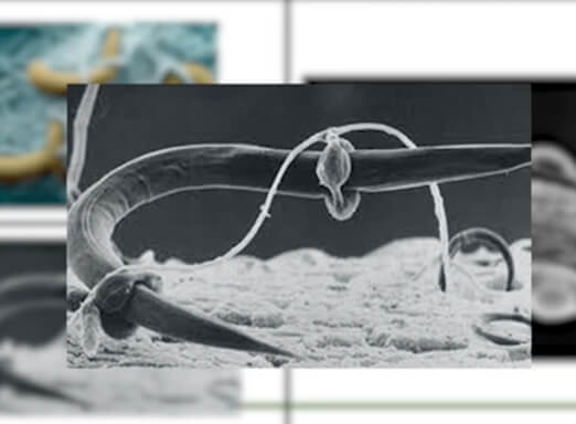 Imagem de controle biológico de nematoides